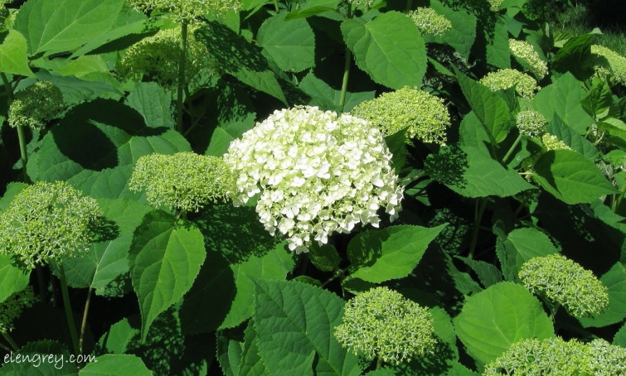 IMG_4621_hydrangea_elengrey_july_2014 (1024x616)