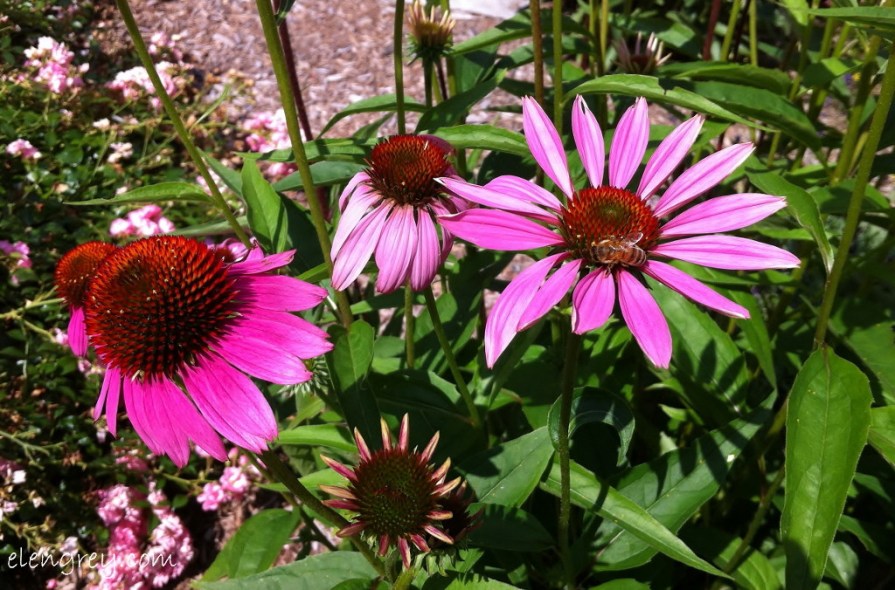 IMG_7118_buzzed_elengrey_july_2014 (1024x676)