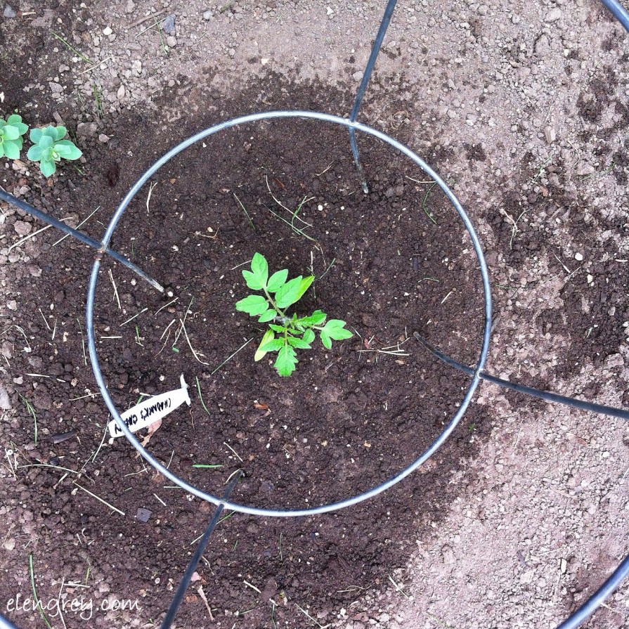 IMG_6585_chadwick_ground_elengrey_june_2014 (1280x1280)