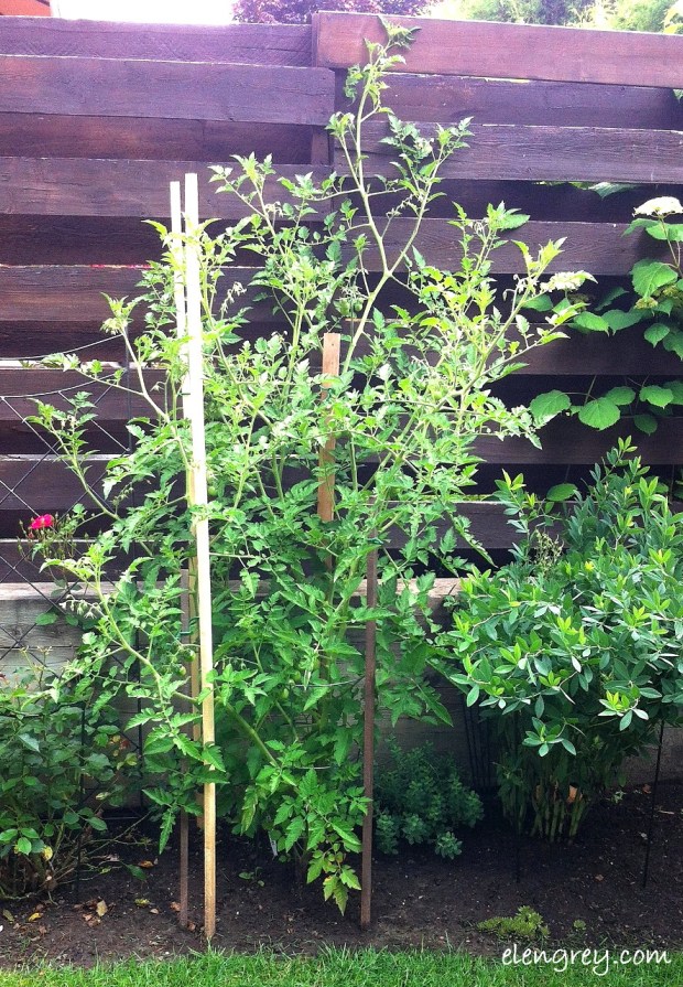 IMG_7173_chadwick_cherry_elengrey_july_2014 (886x1280)