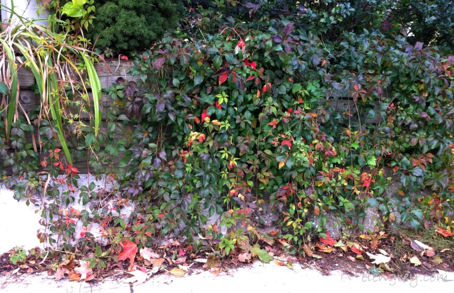 IMG_8134_autumn_sunday_1_october_2014 (1280x829)