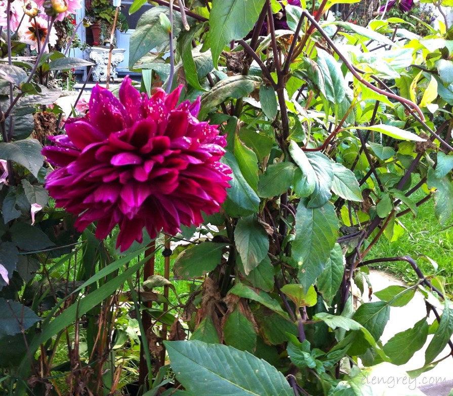 IMG_8138_autumn_sunday_6_october_2014 (1280x1121)