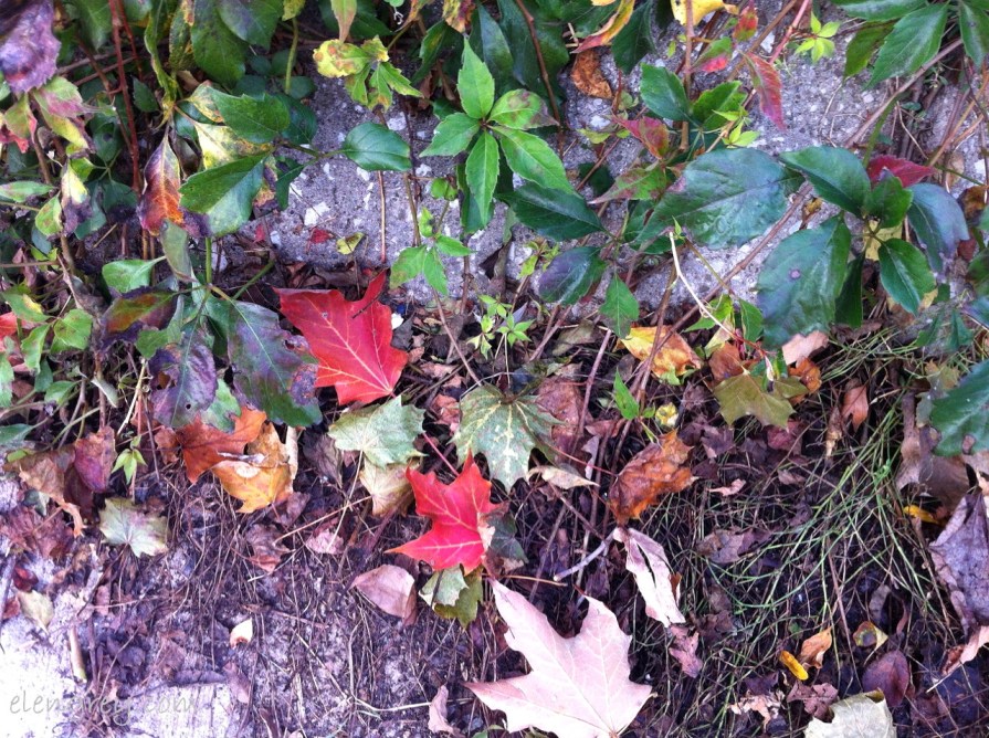 IMG_8141_autumn_sunday_3_october_2014 (1280x956)