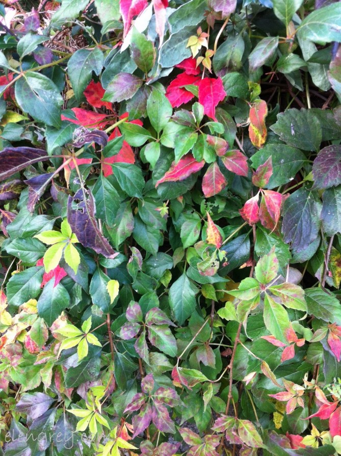 IMG_8142_autumn_sunday_5_october_2014 (956x1280)