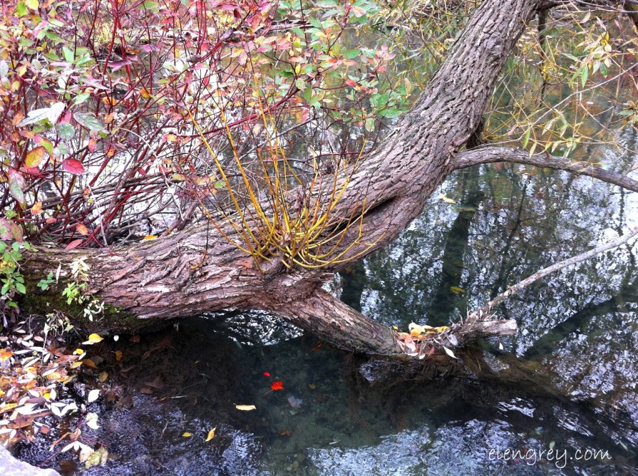 IMG_8334_sprouting_branch_october_2014 (1280x956)