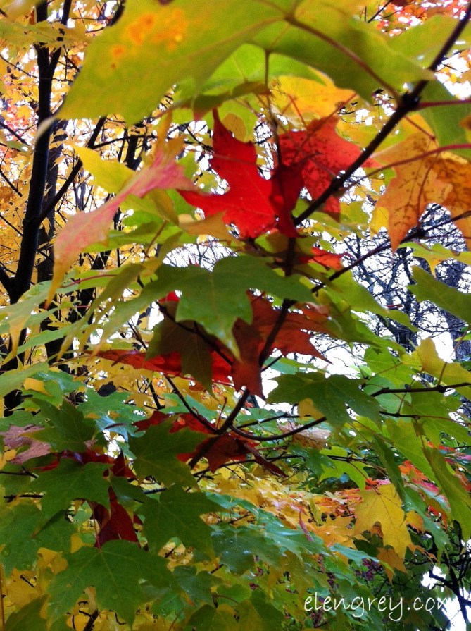 IMG_8574_autumn_peek_a_boo_elengrey_october_2014 (747x1000)