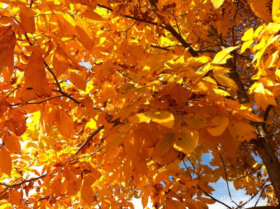 IMG_8825_golden_leaves_3_2014 (1280x956)