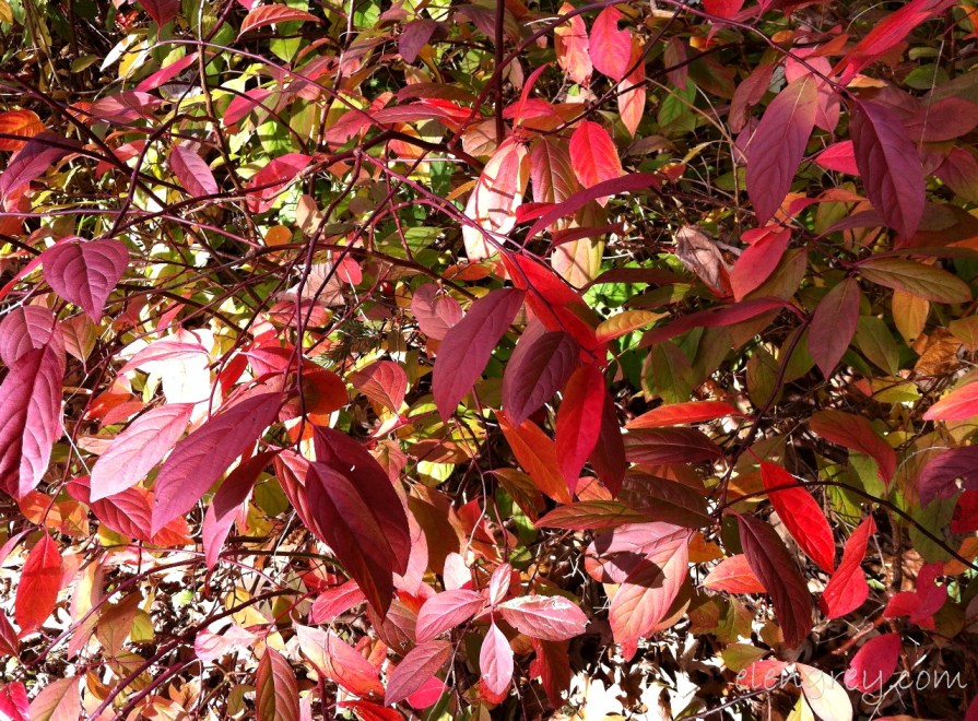 IMG_8821_aaaaah_foliage_elengrey_october_2014 (1280x944)