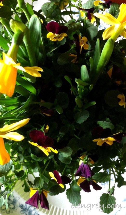 IMG_9772_cropped_spring_elengrey_march_2015 (748x1280)