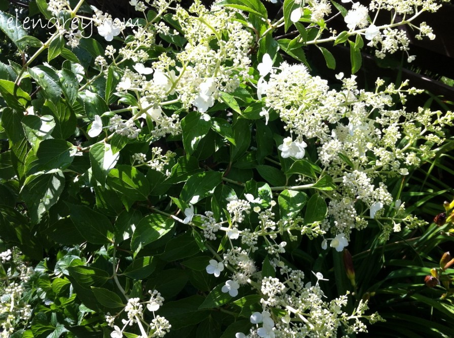 pee_gee_1_elengrey_july_2013 (1280x956)