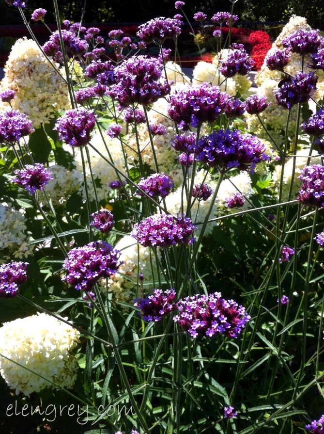 purple_and_white_elengrey_2013 (956x1280)