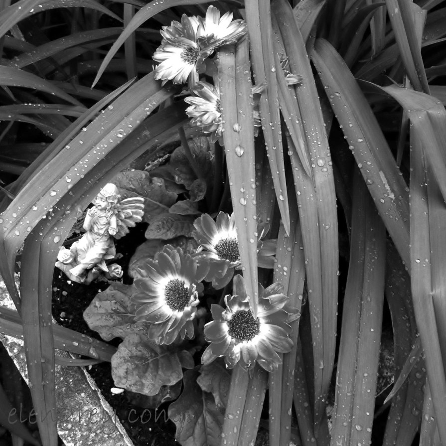 IMG_0371_gerbera_1_elengrey_june_2015 (1280x1280) (2)