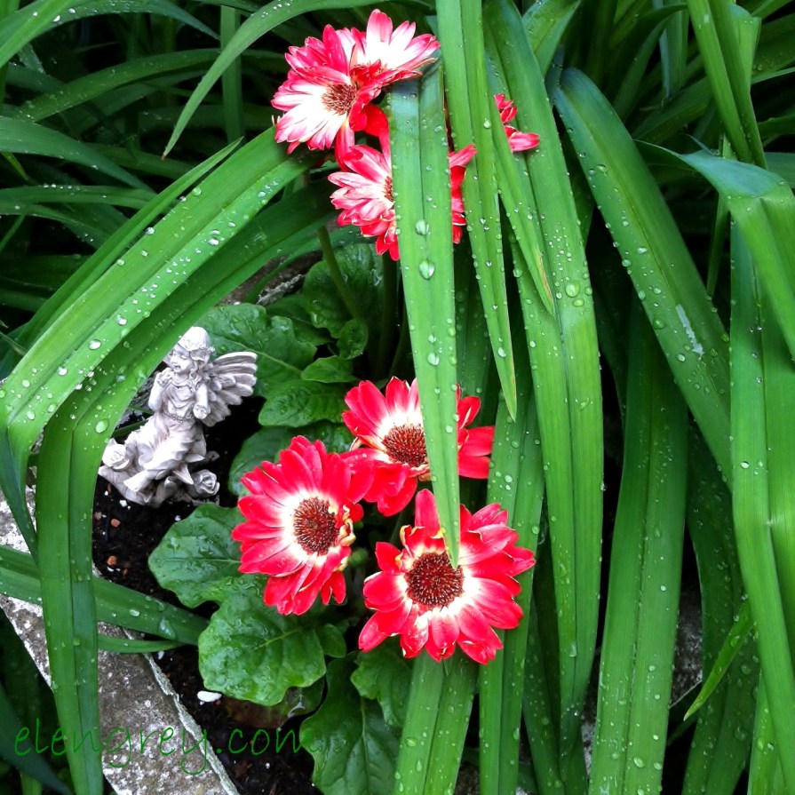 IMG_0371_gerbera_1_elengrey_june_2015 (1280x1280)