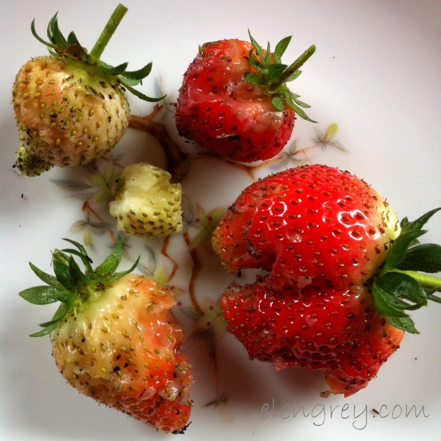 IMG_0540_pigmunk_horror_elengrey_june_2015 (1280x1280)