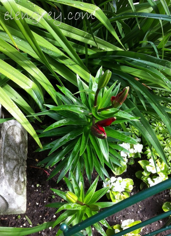 IMG_1063_asiatic_lilies_before_elengrey_july_2015 (927x1280)