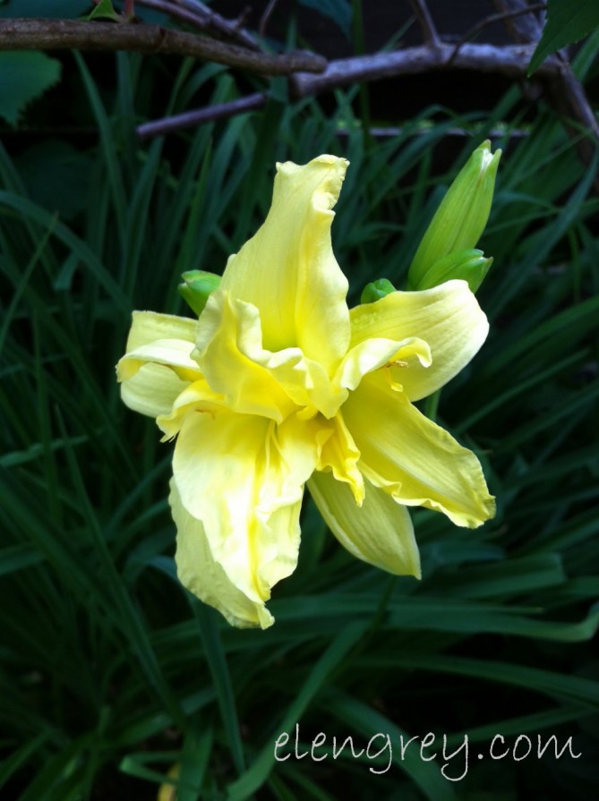 IMG_1185_yellow_daylily_elengrey_july_2015 (956x1280)