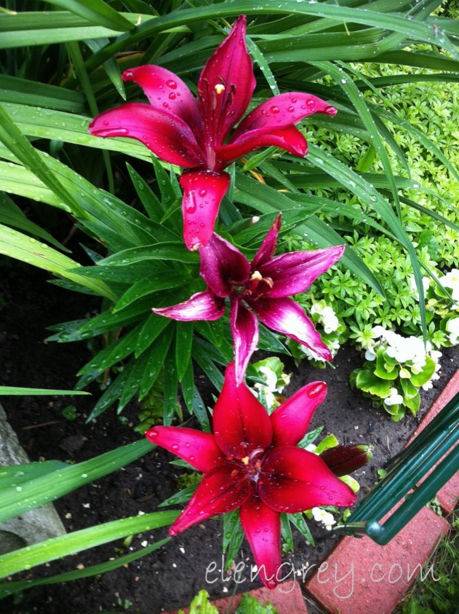 IMG_1187_asiatic_lilies_above_elengrey_july_2015 (956x1280)