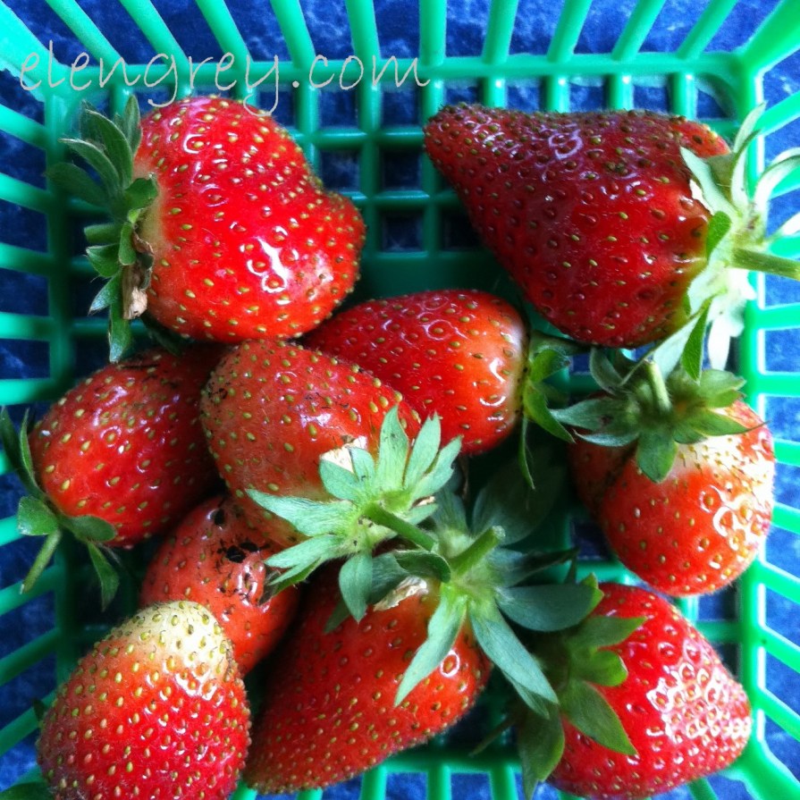 IMG_1212_cryptberries_elengrey_july_2015 (1280x1280)