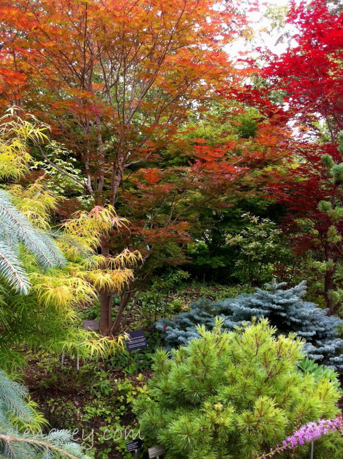 IMG_1437_looks_like_autumn_elengrey_august_2015 (956x1280)