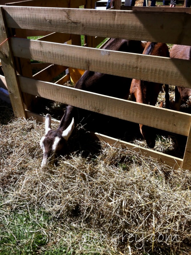 IMG_1729_ph_fair_7_elengrey_september_2015 (956x1280)