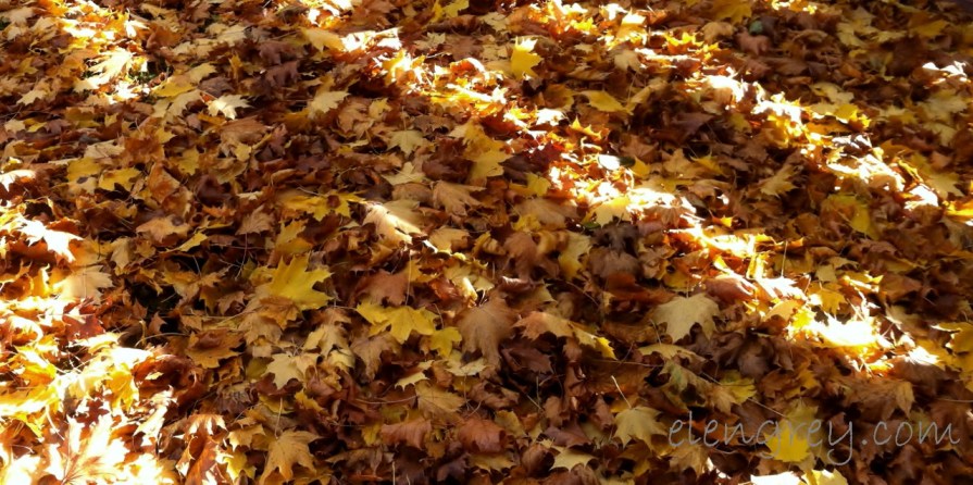 IMG_2120_ssm_autumn_leaves_2_elengrey_november_2015 (1280x639)
