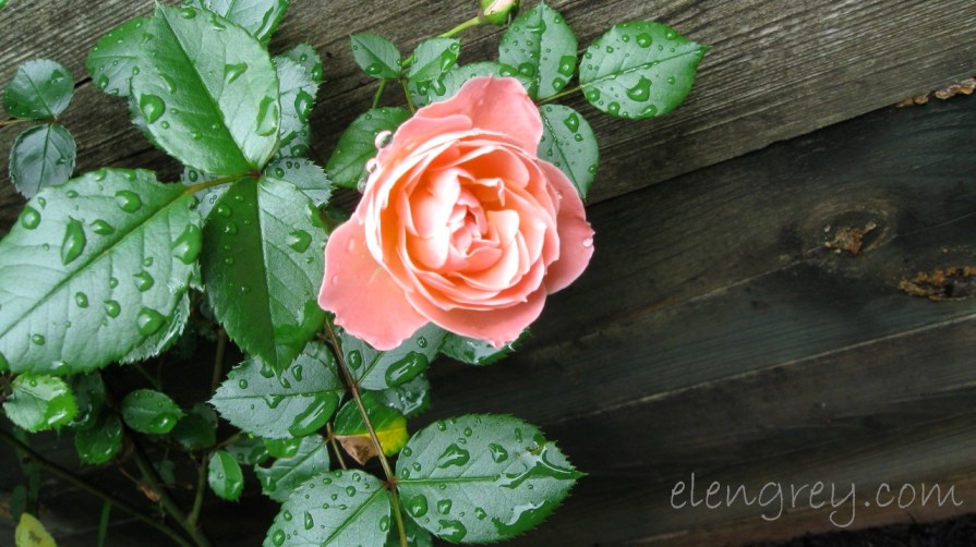 IMG_0870_pink_rose_elengrey_june_2011 (1280x719)