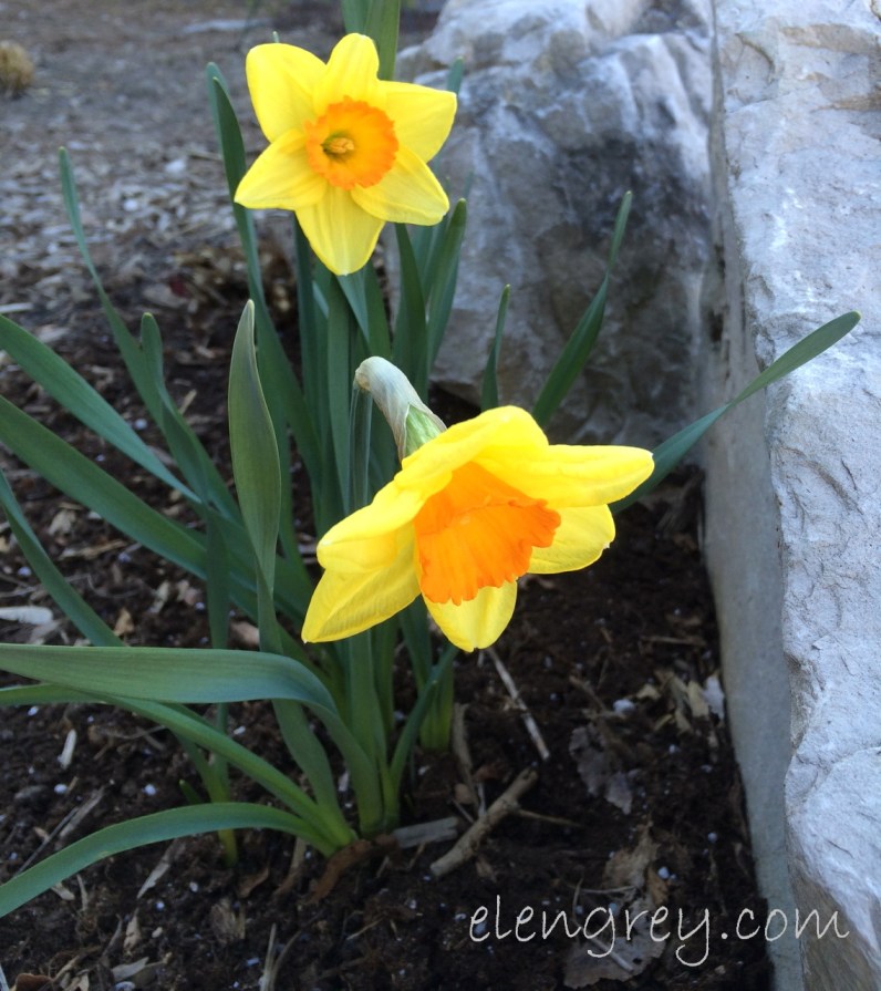 daffy_2_elengrey_april_2016 (1138x1280)