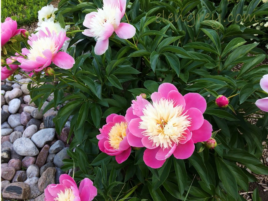 peony_love_elengrey_june_2016 (1280x960)