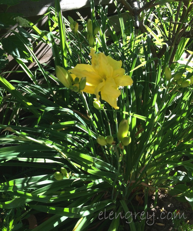 daylily_1_elengrey_july_2016 (1073x1280)