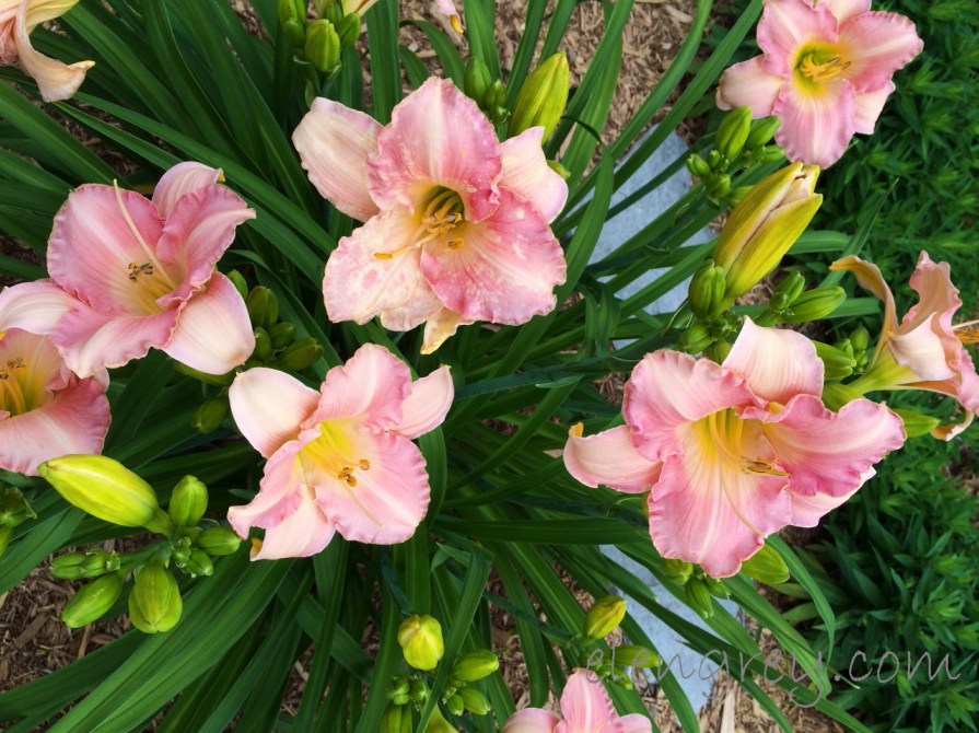 daylily_5_elengrey_july_2016 (1280x959)