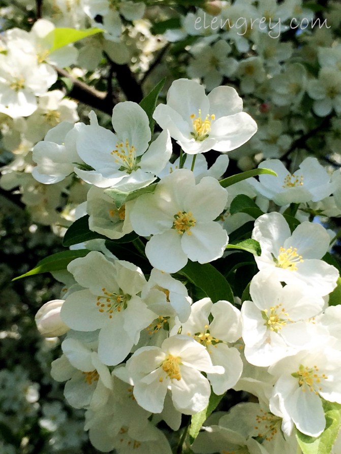 blossoms_close_shot_3_elengrey_may_2016 (960x1280)