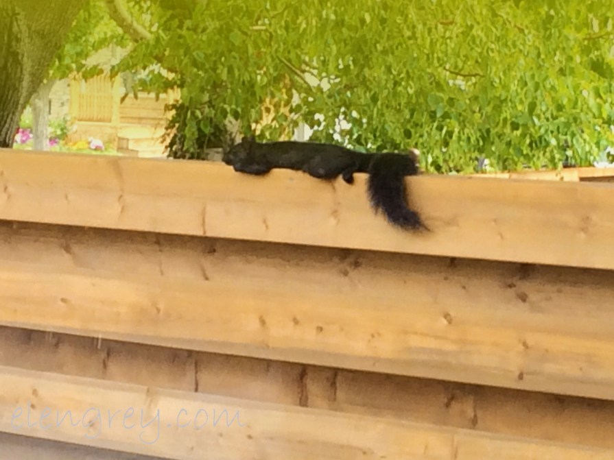 squirrel_lounging_elengrey_august_2016 (1280x960)