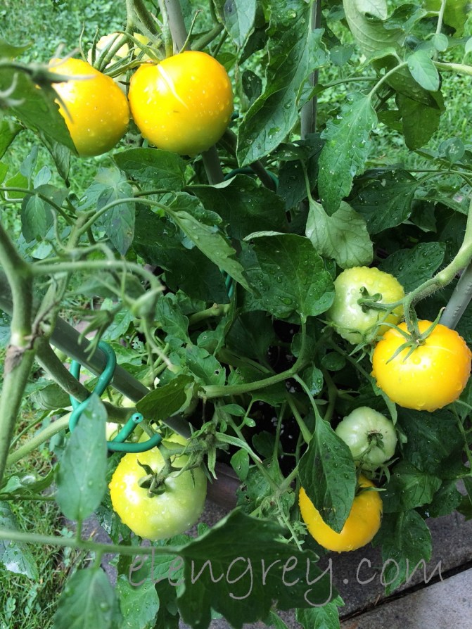 taxi_after_the_rain_elengrey_august_2016 (960x1280)