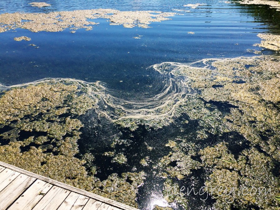 into_the_pond_elengrey_september_2016 (1280x960)