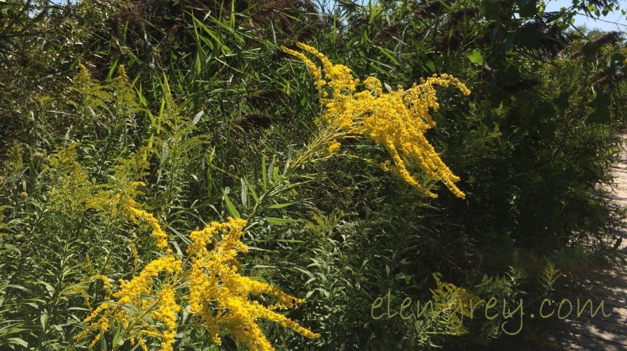 landscape_me_elengrey_september_2016-1280x719