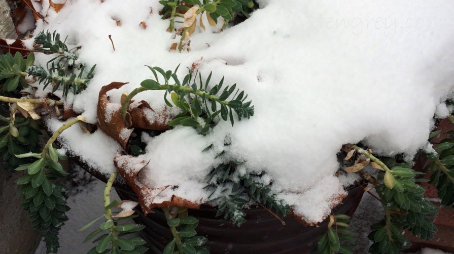 snucculent_elengrey_december_2016-1280x719