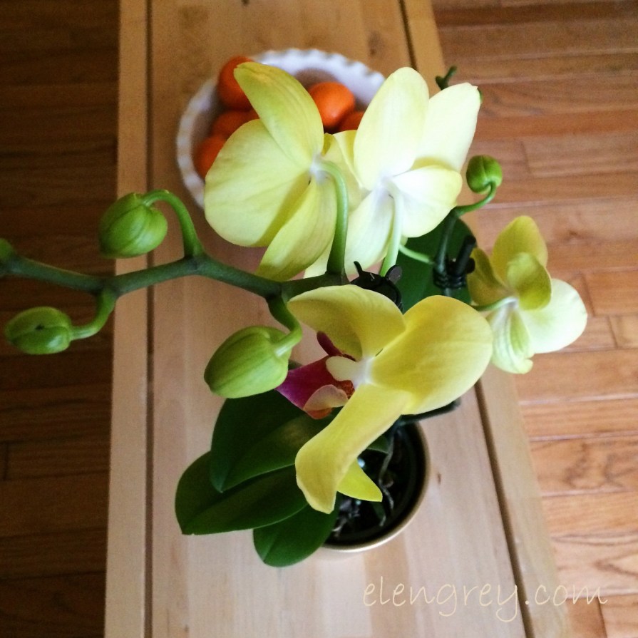 orchid_elengrey_february_2017-1280x1280